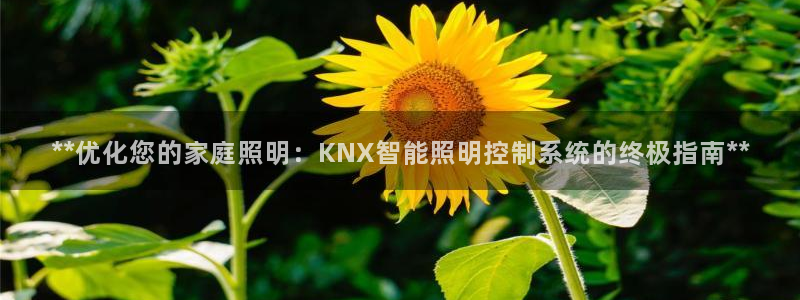 云顶国际服名字不可用